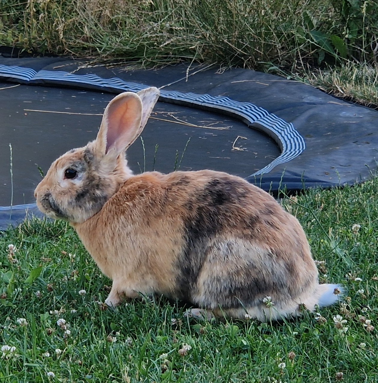 Kaninchen_Durin.jpg