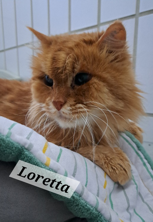 Loretta.jpg