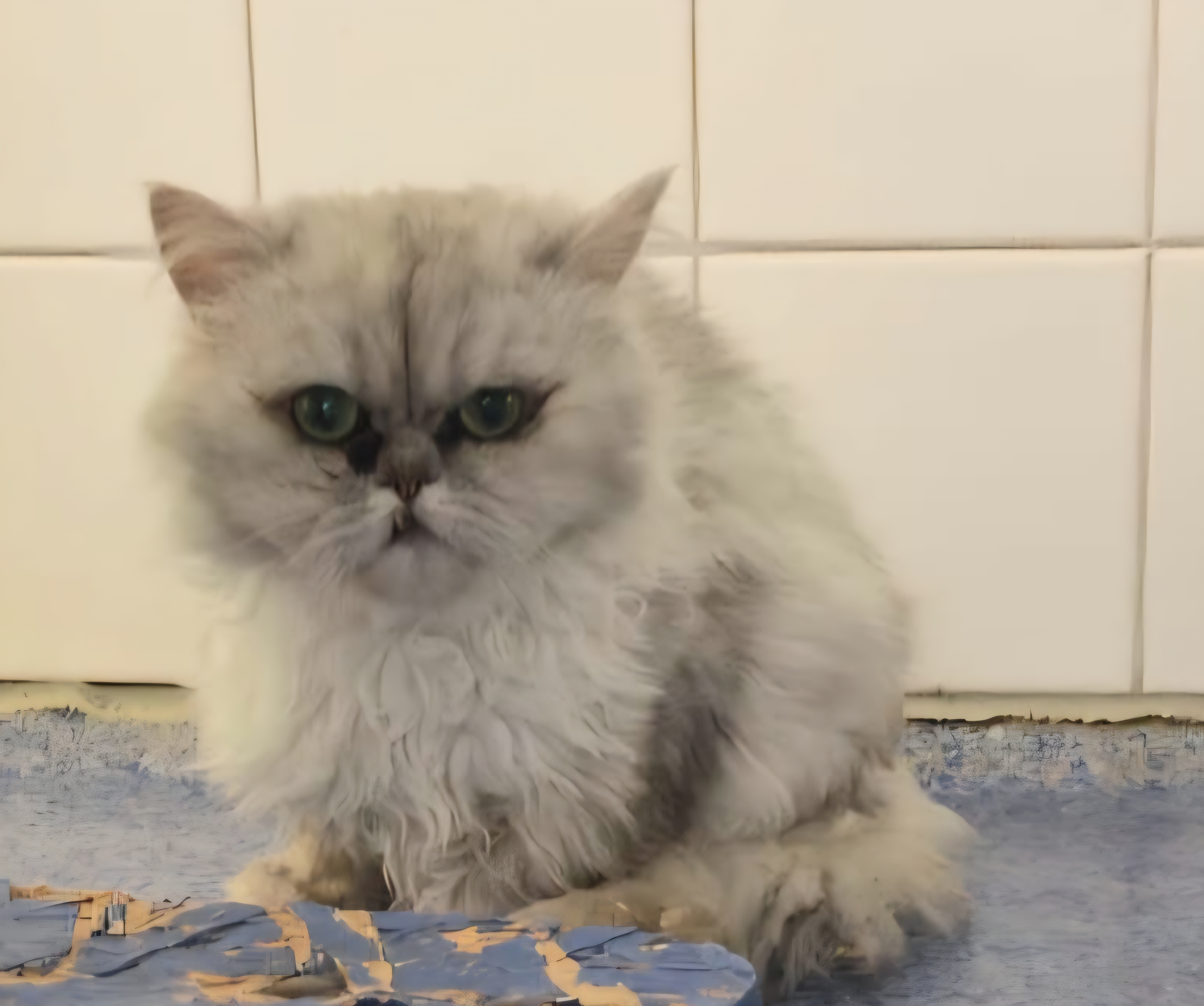 zhnchen.jpg